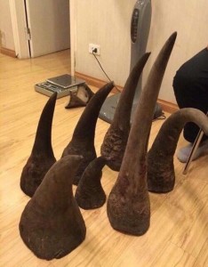 7 Rhino Horns. While we have observed that Vietnamese authorities have taken some steps to address the illegal open trade in Nhi Khe, our investigators found that behind closed doors and on social media all the key traders are still active. Moreover, crime has displaced to other locations near Nhi Khe and north of Hanoi. For an expanded press release please see our website: https://wildlifejustice.org/news/. (PRNewsFoto/The Wildlife Justice Commission)