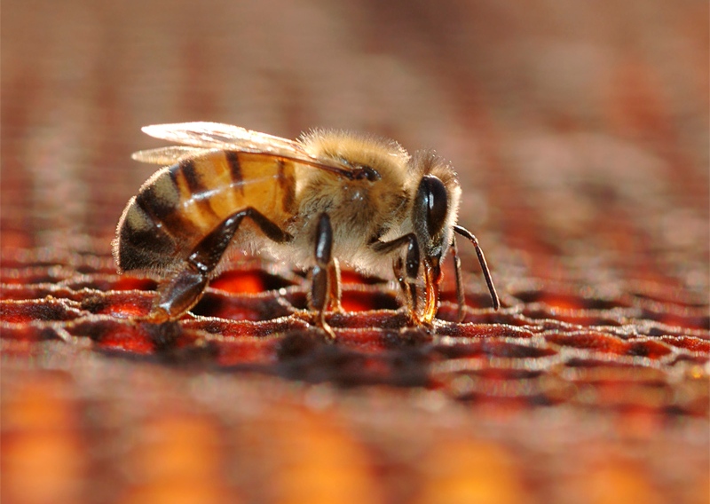 fernando albrecht fala sobre o interesse das abelhas por café expresso
