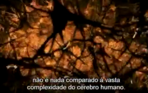 cerebro 3