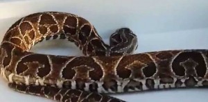 cobra