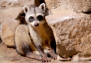 calçada da fauna