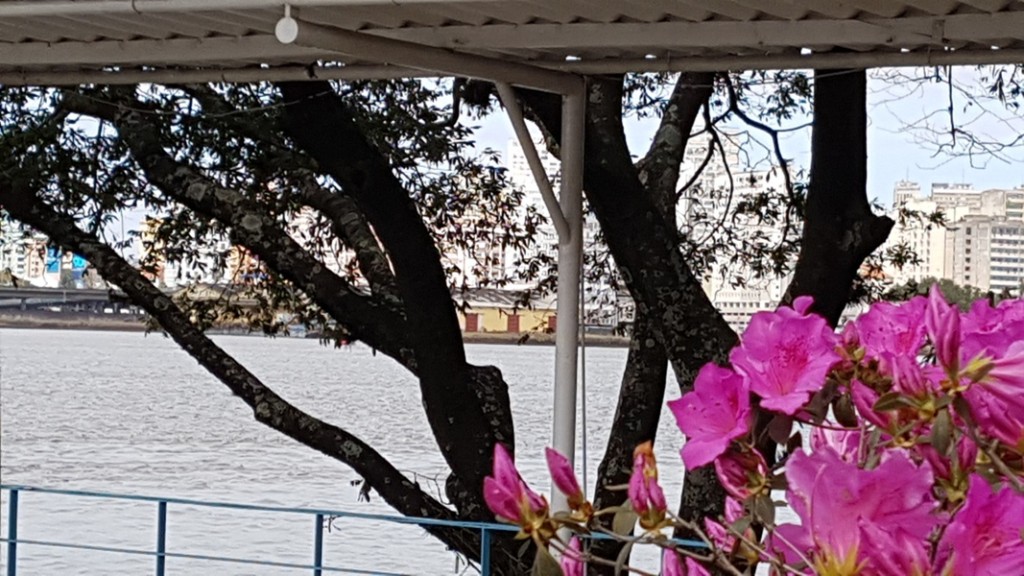 flores da primavera