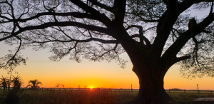 entardecer na querencia