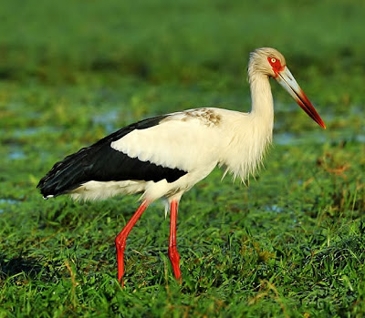 Maguari stork Coconia maguari