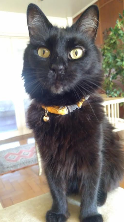 gata petit gateau
