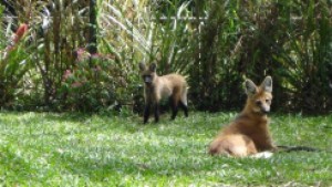 lobo-guará