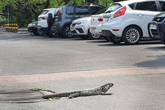 Lagarto que vive nos jardins da Câmara Municipal.