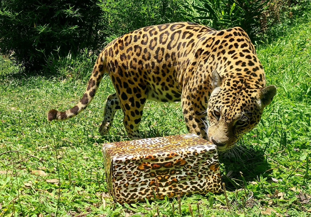 onça