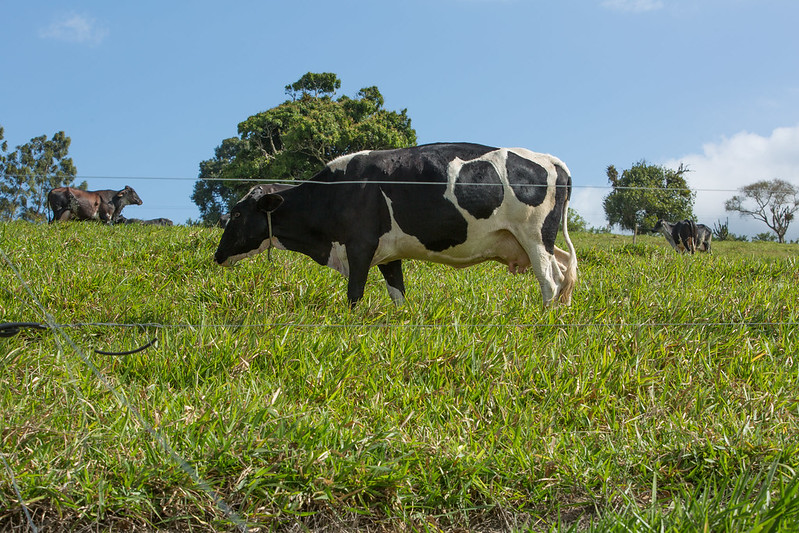 vaca leiteira foto Wenderson Araujo da CNA