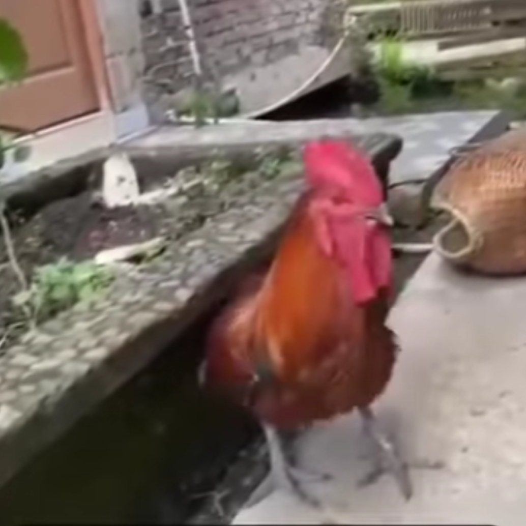 o galo que chegou na velhice