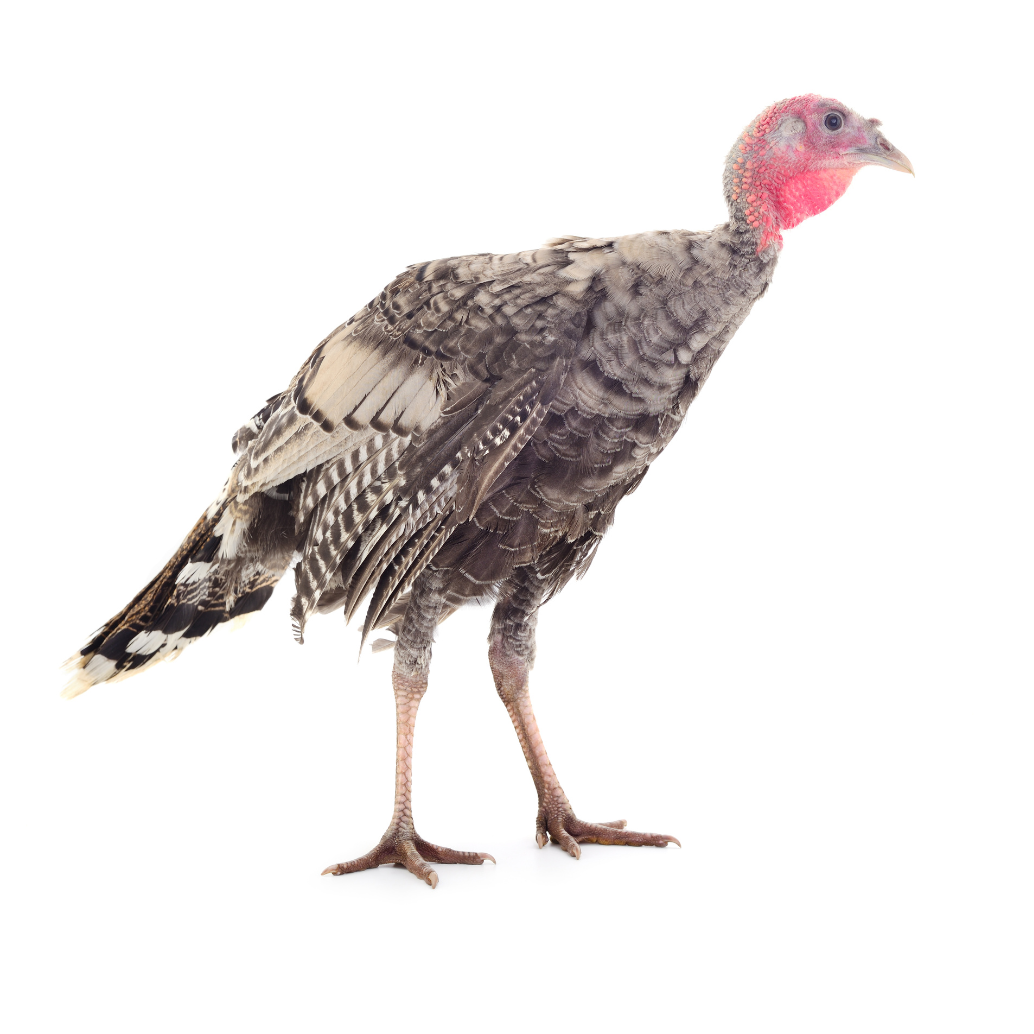 o peru de antigamente era magro e a carne, escura