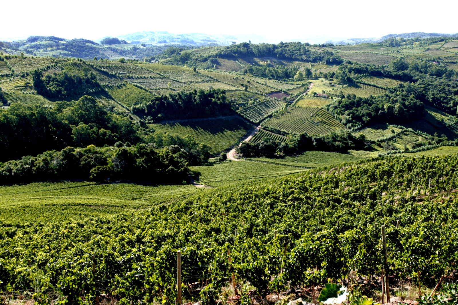 Vale dos Vinhedos está localizado na serra gaúcha