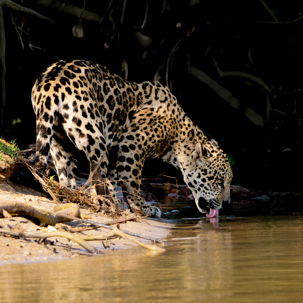 fotógrafo registra momento em que a onça bebe água